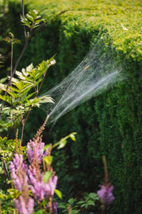 Hedge, spider web Hedge, spider web